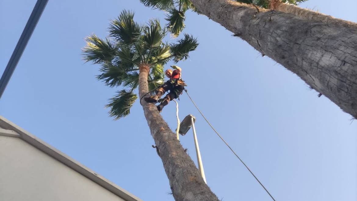 Poda de palmeras en altura