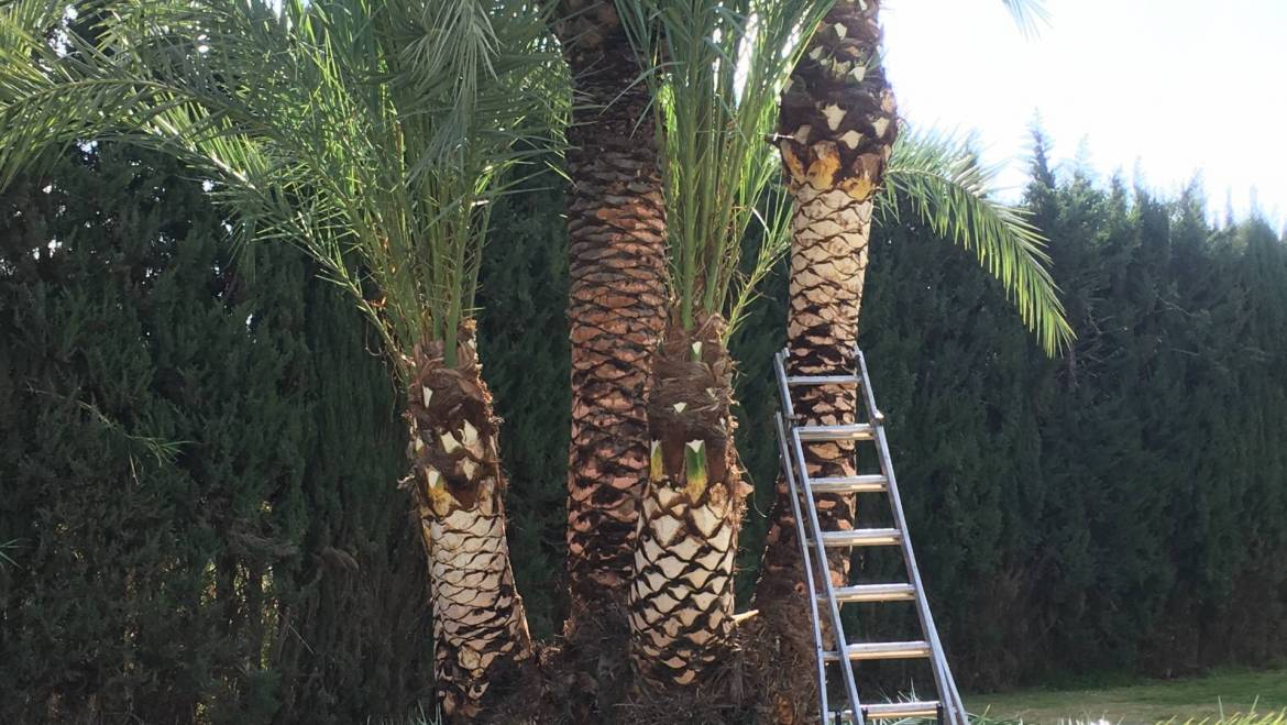 Poda y cepillado de palmeras en La Manga