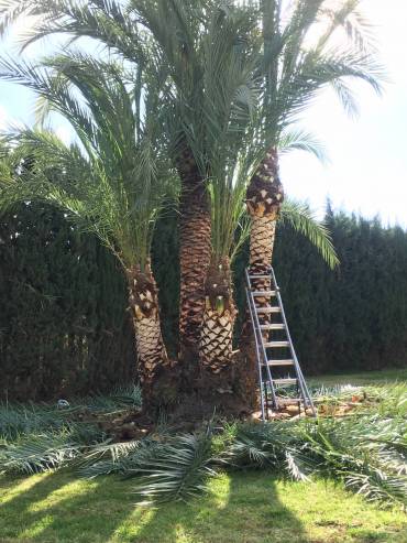 Poda y cepillado de palmeras en La Manga