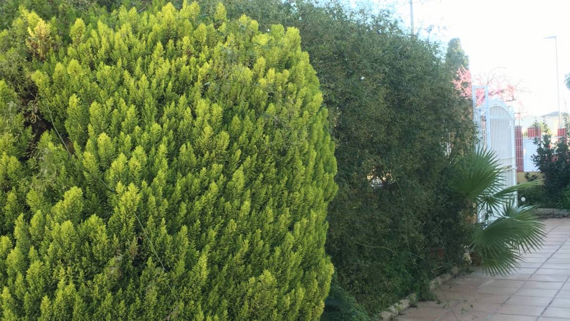 Arreglo de cipreses en Los Urrutias