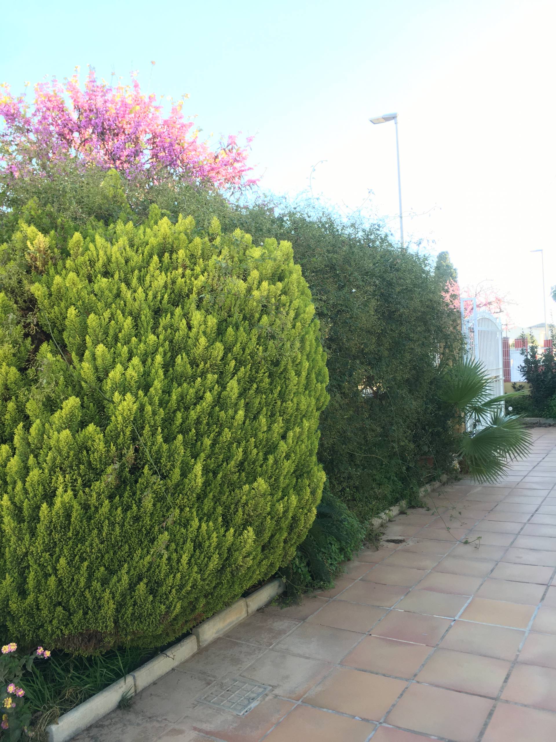 Arreglo de cipreses en Los Urrutias